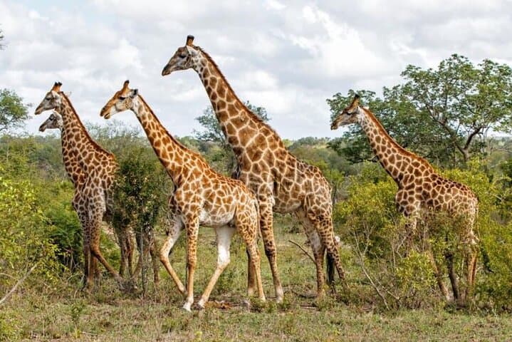 Durban to Cape Town: 7-Day Garden Route Adventure — Hiking, Safari & Whale Watching photo 4