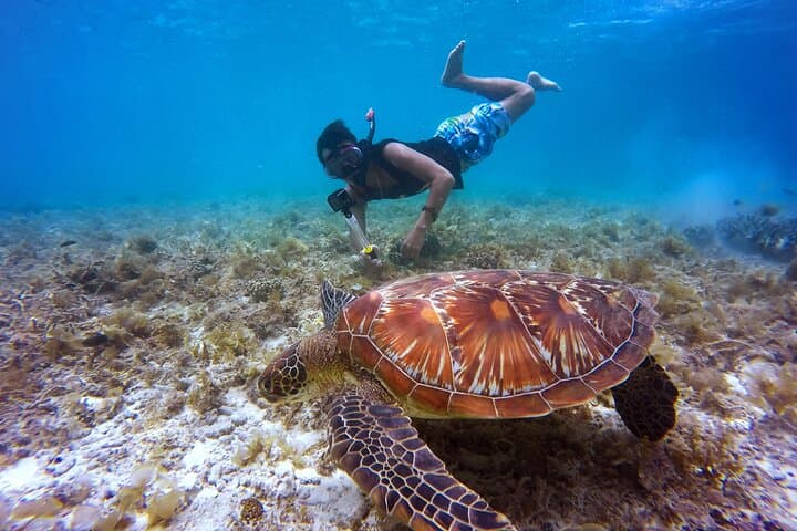 Two-Stop Marine Park Snorkel from Kralendijk — Swim & Reef Bonaire