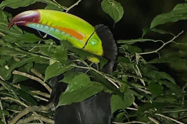 Monteverde Night Walks: After-Dark Wildlife Tour in Costa Rica's Cloud Forest photo 2