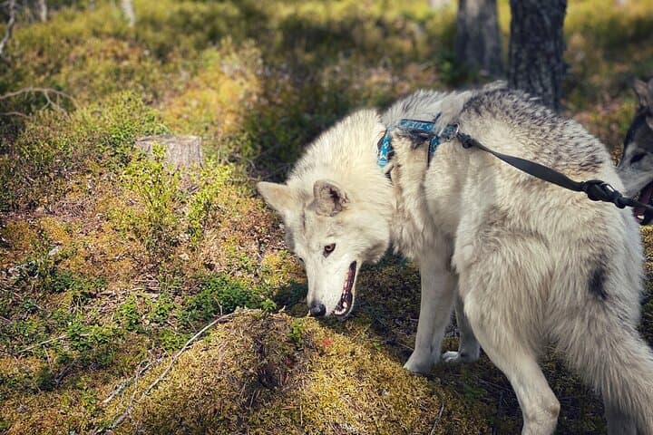 Eye-to-Eye with Arctic Wolfdogs: A Private Day at Wolfland Sanctuary photo 2