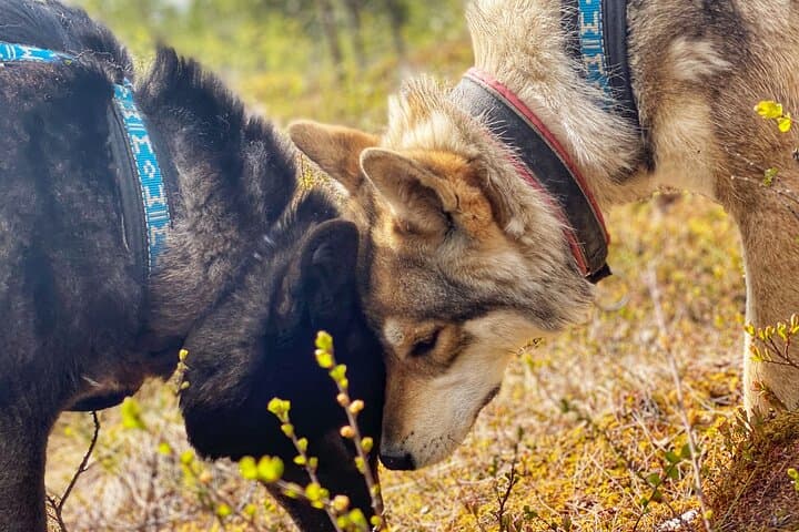 Eye-to-Eye with Arctic Wolfdogs: A Private Day at Wolfland Sanctuary photo 4
