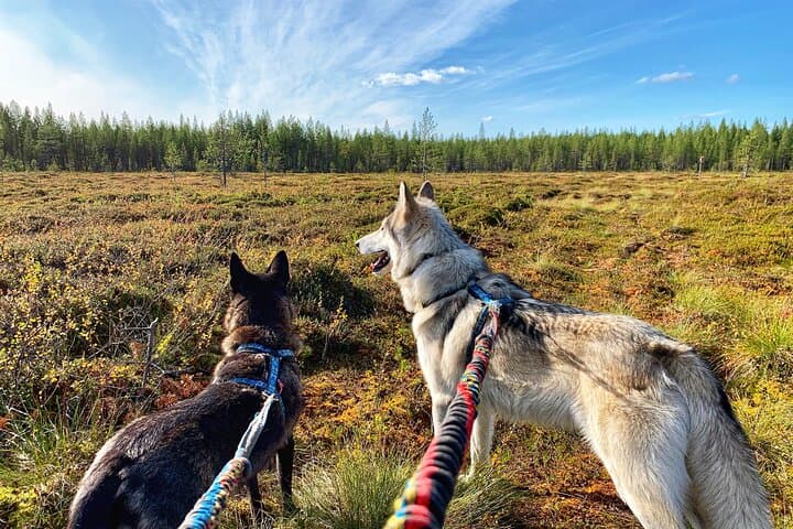 Eye-to-Eye with Arctic Wolfdogs: A Private Day at Wolfland Sanctuary