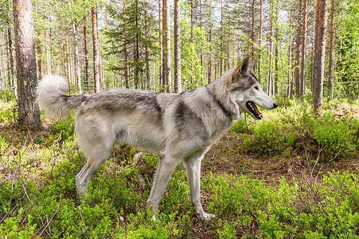 Eye-to-Eye with Arctic Wolfdogs: A Private Day at Wolfland Sanctuary photo 3