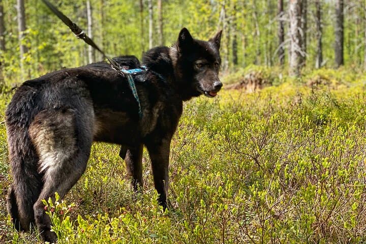 Into the Woods with Arctic Wolfdogs: Private Sanctuary Walk Near Rovaniemi photo 3