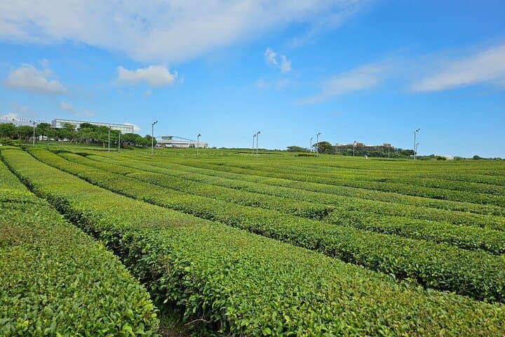 jeju-round-trip-transfer-to-osulloc-tea-museum photo 2