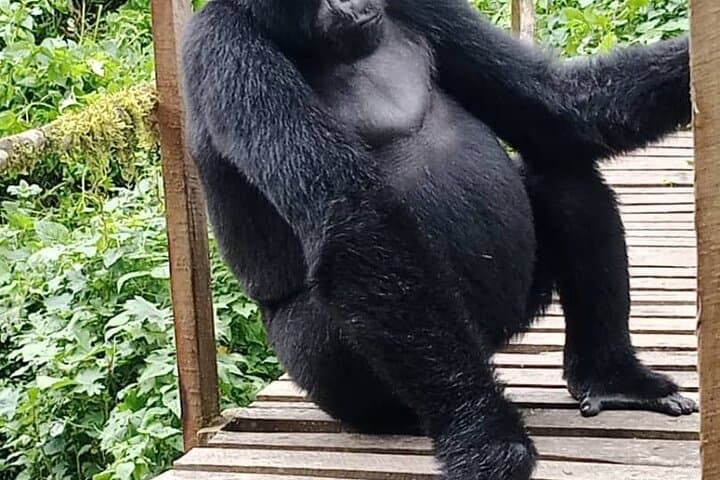 3-Day Private Gorilla Trekking in Bwindi Impenetrable Forest — Ultimate Uganda Safari photo 4