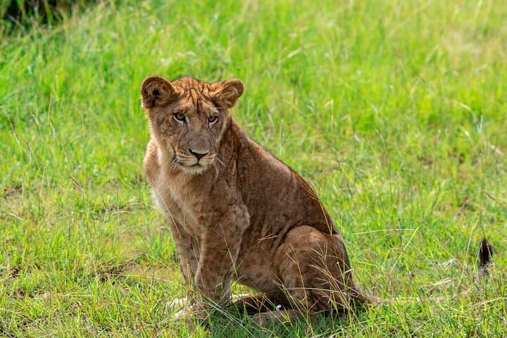7-Day Uganda Classic: Gorilla Trekking, Chimps & Savanna Safaris