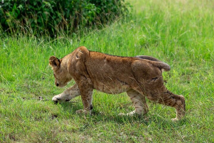 7-Day Uganda Classic: Gorilla Trekking, Chimps & Savanna Safaris photo 2