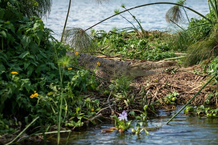 7-Day Uganda Classic: Gorilla Trekking, Chimps & Savanna Safaris photo 5