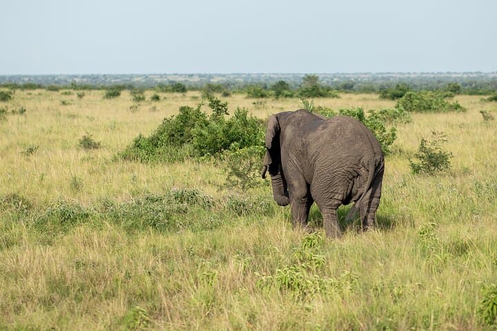 7-Day Uganda Classic: Gorilla Trekking, Chimps & Savanna Safaris photo 6
