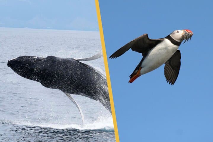 Reykjavik Puffin Cruise & Whale-Watching Super Saver: Puffins, Whales and Faxaflói Bay
