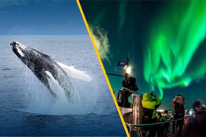 Iceland Super Saver: Northern Lights & Whale-Watching Cruise from Reykjavik photo 1