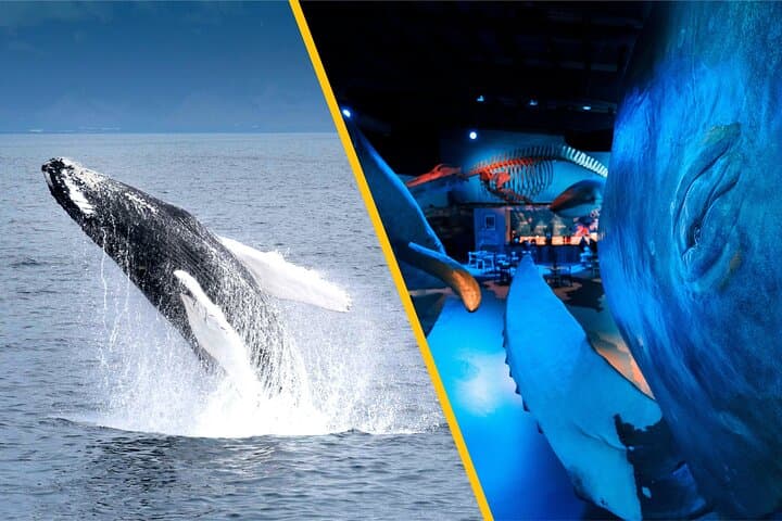 Explore Iceland's Majestic Whales: From Land to Sea