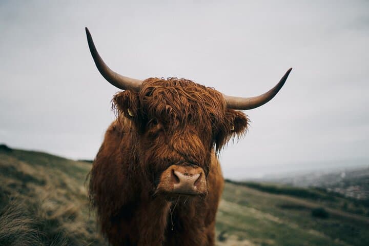 Executive Scottish Lowlands Tour: Castles, Kelpies & the Falkirk Wheel photo 5