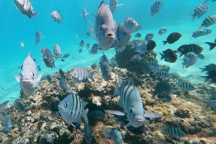 Private Hatteras 52 Cruise: Sosua Snorkel, BBQ & Sunset Charter photo 5