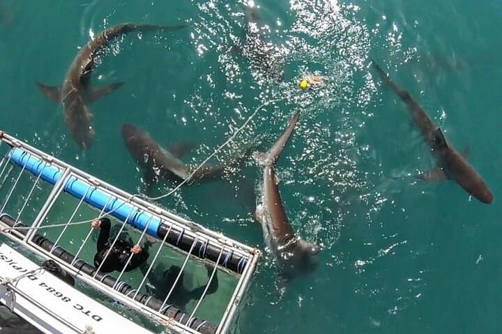 Shark Explorers: Simon's Town Shark Cage Diving in False Bay photo 3