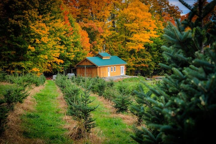 Vermont Sugarhouse Nature Walk: Tree Farm & Hinman Settler Trail Experience