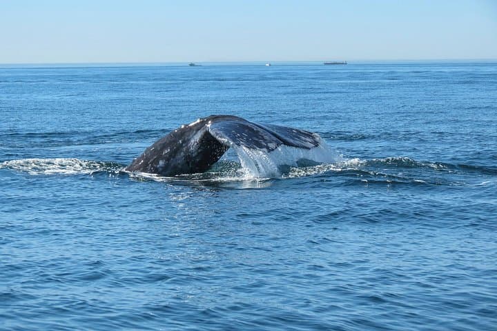 San Diego Zodiac Whale & Dolphin Watching — Small-Group Mission Bay Cruise photo 6
