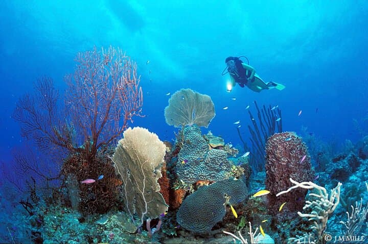 San Pedro Local Diving Experience on the Mesoamerican Reef