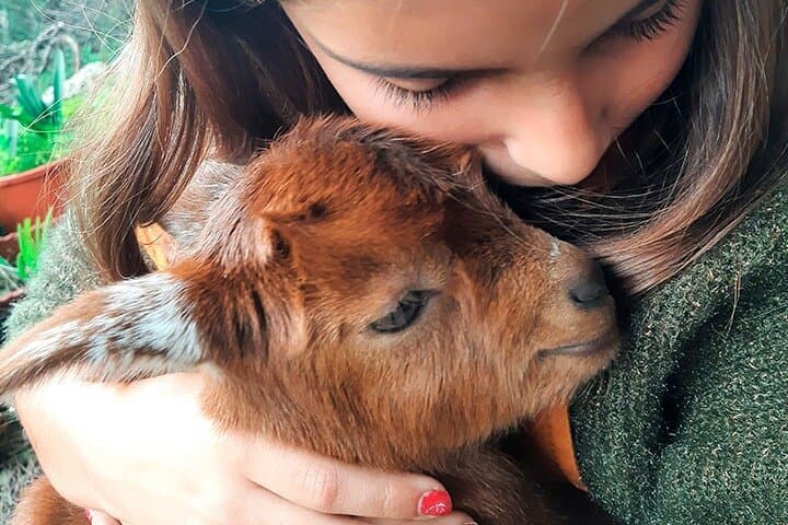 Cheese Walk with a Goat Shepherd in Azeitão — Arrábida Hike & Cheese Workshop
