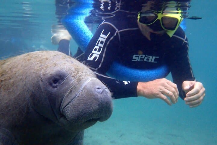 Experience Crystal River's Manatee Snorkel Adventure with Expert Guides