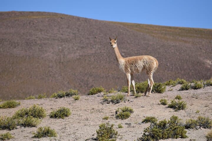 4-Day San Pedro de Atacama Adventure: Valley of the Moon, Tatio Geysers & Salt Lagoons photo 5