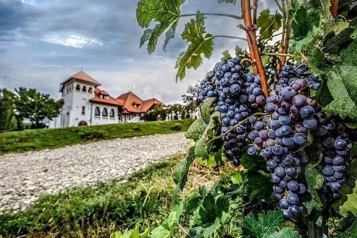 Explore Slănic Salt Mine, Wine Tasting & Snagov Monastery — Private Day Tour from Bucharest photo 6