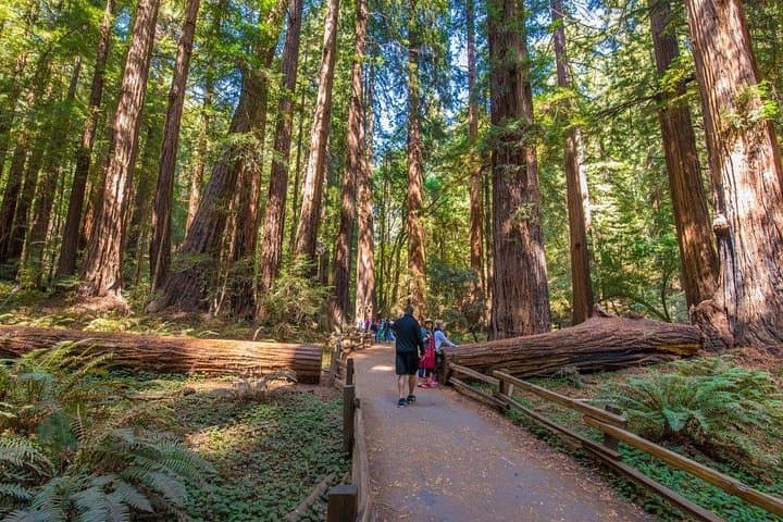 San Francisco to Muir Woods & Sausalito — Full-Day Tour with Optional Alcatraz photo 1