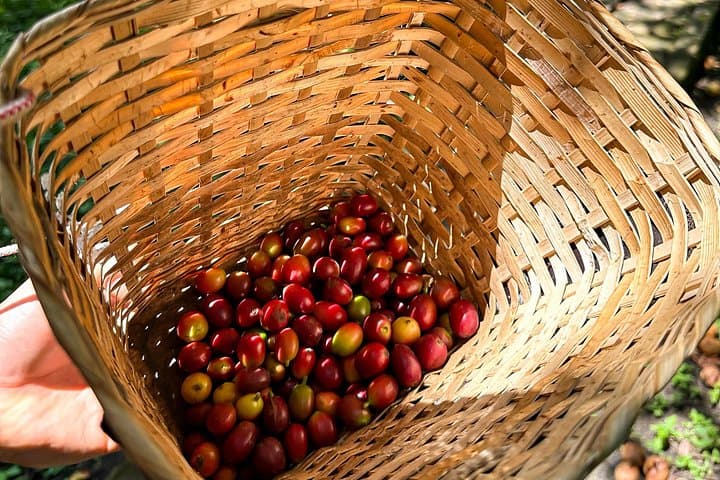 Bogotá to Hacienda Coloma: Full-Day Coffee Farm Experience photo 3