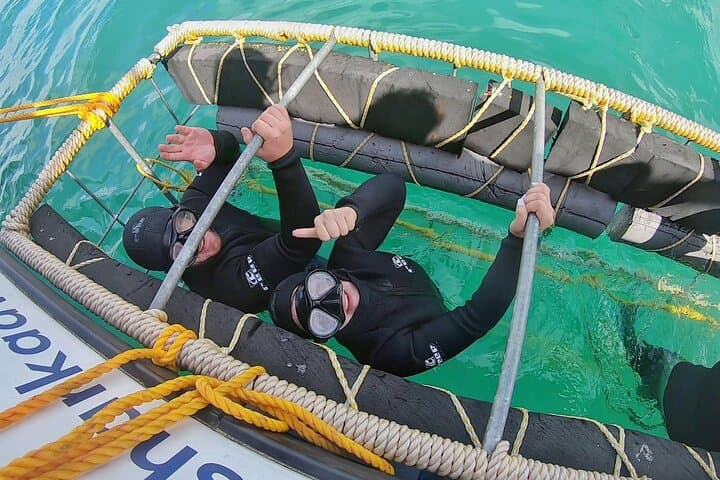 Shark Cage Diving in Gansbaai — Cage Tours & Marine Wildlife Encounters photo 4