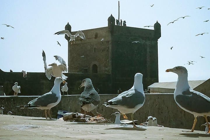 Essaouira Day Trip from Marrakech: Skala Fortress, Medina & Argan Cooperative photo 3