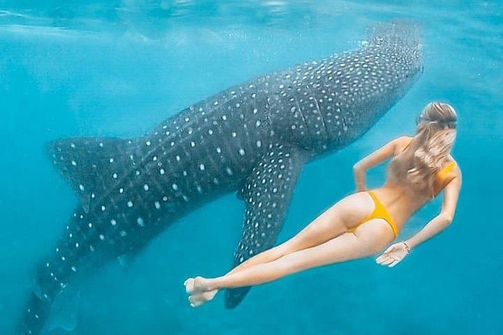 Snorkel with Whale Sharks and Dolphins: Full-Day South Ari Atoll Trip from Malé
