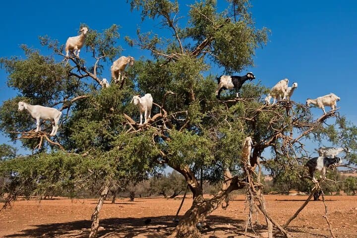 Taroudant Half-Day Excursion from Agadir — Ramparts, Souks & Argan Goats photo 6