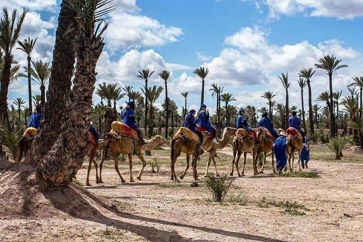 Half-Day Camel Ride in Marrakech Palmeraie: Palm Grove Trek from the Medina photo 2