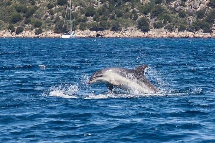 Private RIB Tour Costa Smeralda — Dolphins, Snorkel & Wine Tasting photo 2