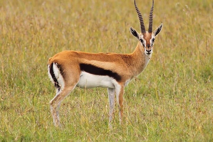 Hluhluwe Imfolozi Half-Day Safari from Richards Bay — Big Five Game Drive photo 3