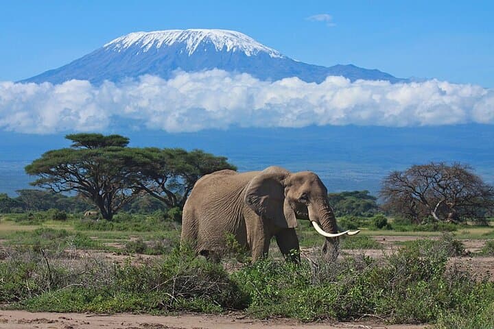 3-Day Amboseli Safari: Elephants, Kilimanjaro Views & AA Lodge photo 2