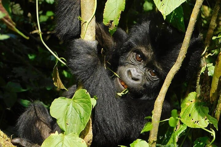 6-Day Uganda Safari: Gorilla Trekking, Lake Mburo & Queen Elizabeth Highlights