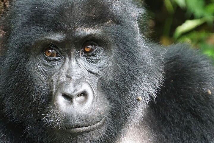 6-Day Uganda Safari: Gorilla Trekking, Lake Mburo & Queen Elizabeth Highlights photo 2