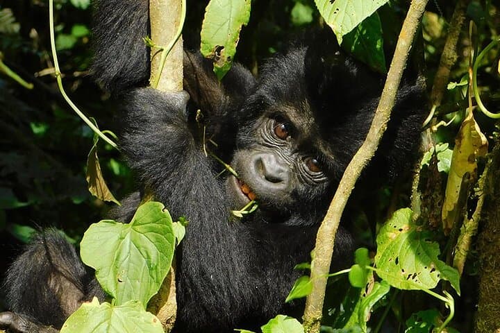 7-Day Uganda Gorillas & Chimpanzee Tracking Safari: Bwindi, Kibale & Queen Elizabeth