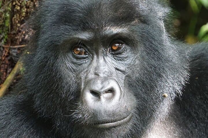 7-Day Uganda Gorillas & Chimpanzee Tracking Safari: Bwindi, Kibale & Queen Elizabeth photo 2