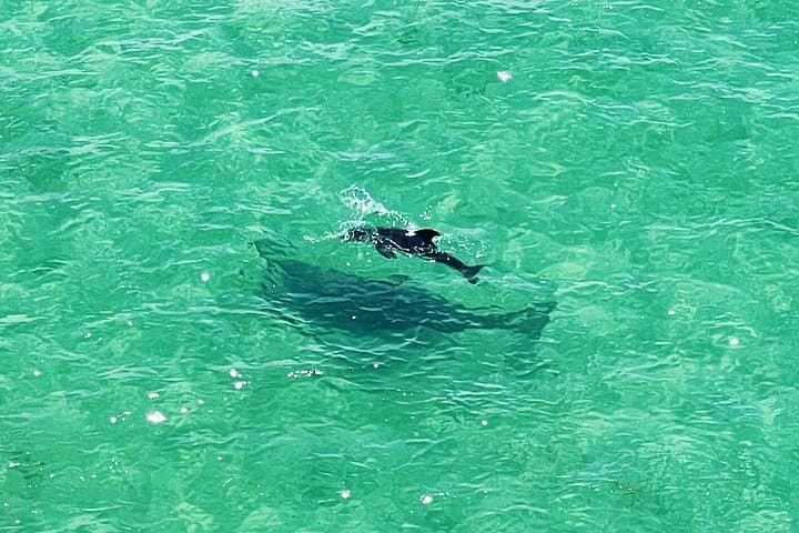 Clear Kayaking Tour in Clearwater Beach: See Dolphins & Manatees from a Transparent Kayak photo 3