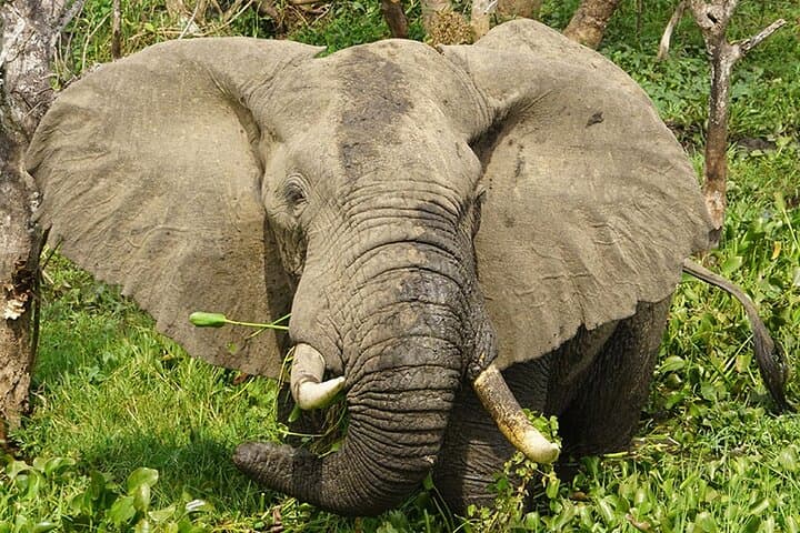 11-Day Uganda: Gorilla, Chimpanzee & Big-Game Safari