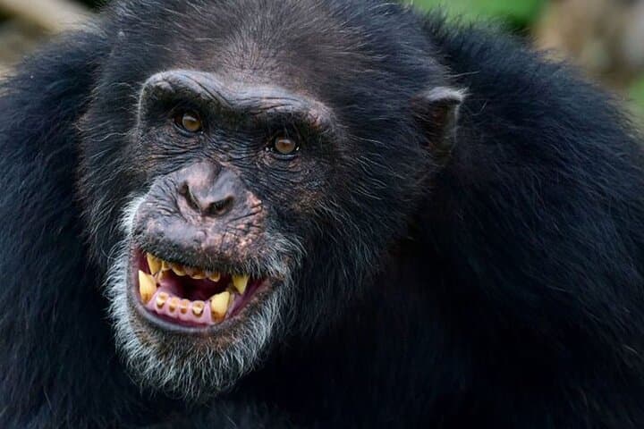 11-Day Uganda: Gorilla, Chimpanzee & Big-Game Safari photo 2