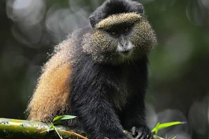 11-Day Uganda: Gorilla, Chimpanzee & Big-Game Safari photo 3