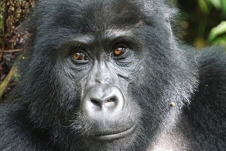 11-Day Uganda: Gorilla, Chimpanzee & Big-Game Safari photo 4