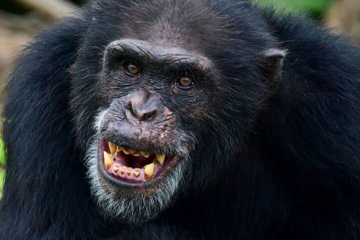 7-Day Uganda Gorillas & Chimpanzee Tracking Safari: Bwindi, Kibale & Queen Elizabeth photo 3