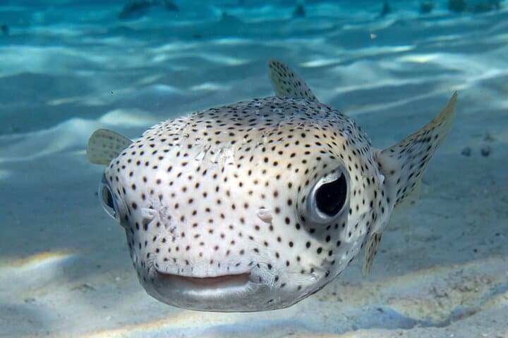Bora Bora Afternoon Dive: Reef & Lagoon Scuba for Certified Divers photo 3