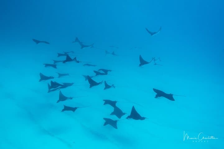Bora Bora Afternoon Dive: Reef & Lagoon Scuba for Certified Divers photo 4