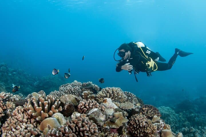 Bora Bora Afternoon Dive: Reef & Lagoon Scuba for Certified Divers photo 5